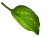 Here's an alt tag for the image: `Single green leaf on black background`