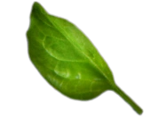 Here's an alt tag for the image: `Single green leaf on black background`